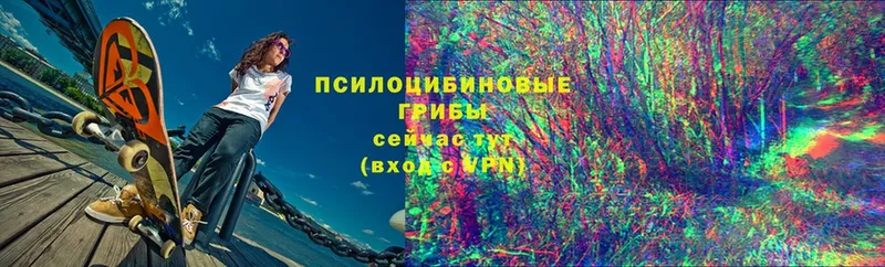 Псилоцибиновые грибы Psilocybine cubensis  Вельск 